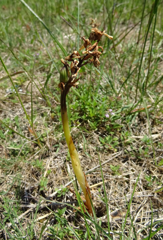 tonalit diverse di.....Anacamptis morio